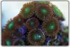 Green Centered Button Polyps